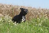 STAFFIE 023